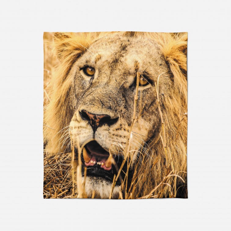 3D Pătură - Lion