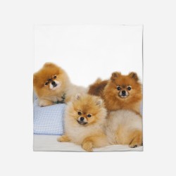 Pătură - Pomeranian Babies