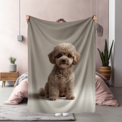 3D Patura Curly haired toy poodle