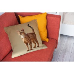 Perna deco Abyssinian cat