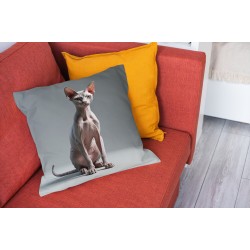 Perna Sphynx cat